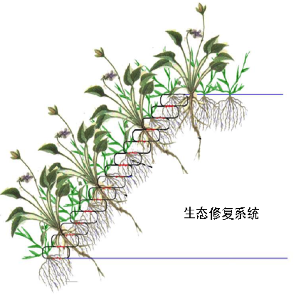 中小河道河流生态修复设计与施工
Design & construction for mid-small river
ecological restoration 中小河道河流生态修复设计与施工
Design & construction for mid-small river
ecological restoration